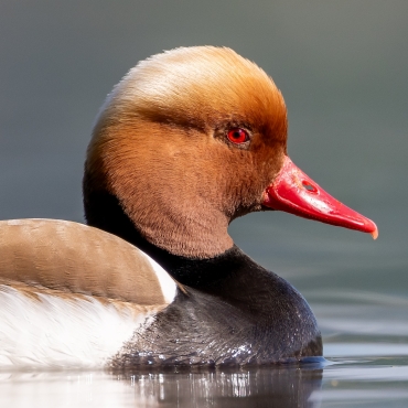 Workshop Vogelfotografie mit Adrian Schmid 08.03.2025