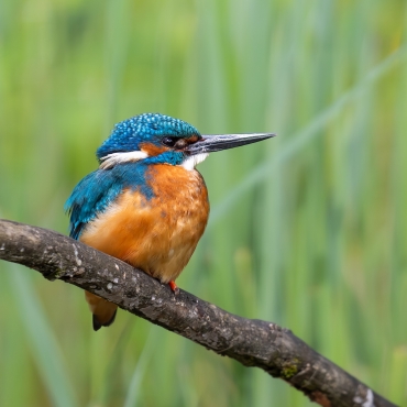 Workshop Vogelfotografie mit Adrian Schmid 19.04.2025