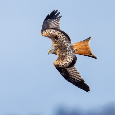 Workshop Vogelfotografie mit Adrian Schmid 08.03.2025